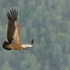 Sup belohlavy - Gyps fulvus - Eurasian Griffon 3885